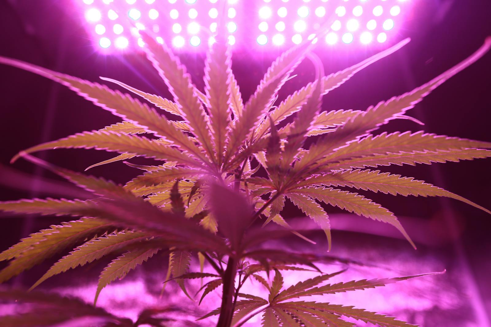 Close-up of a cannabis plant illuminated by purple LED lights emphasizing its texture and growth.