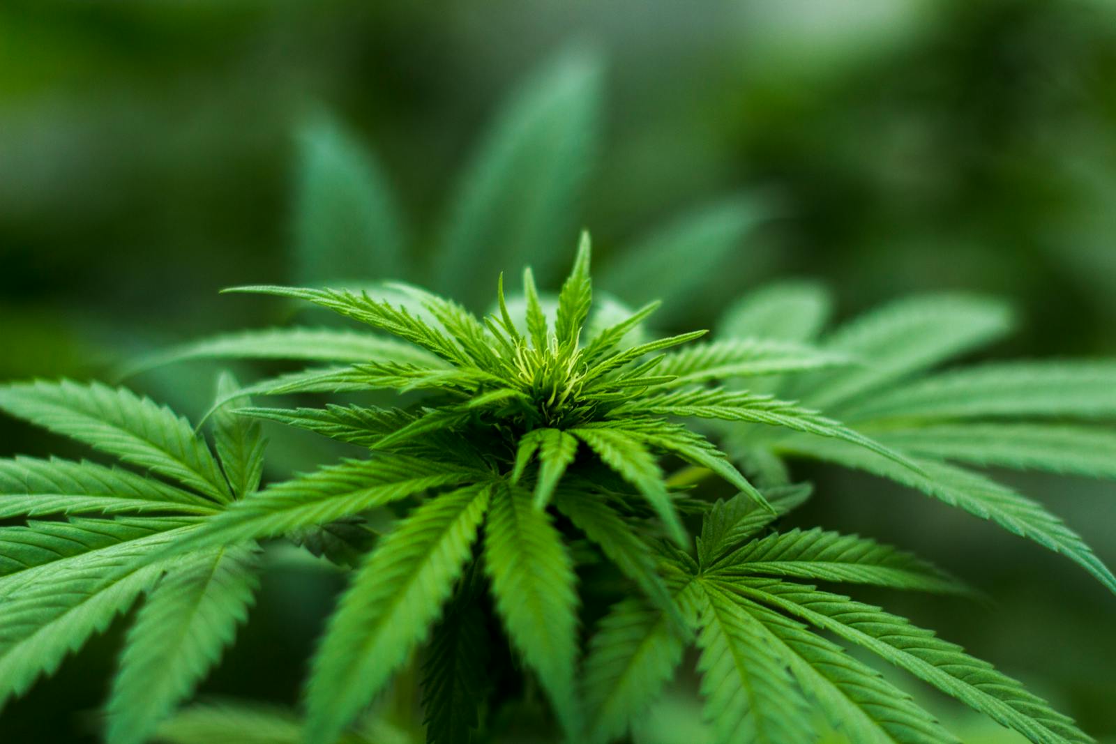 Vibrant close-up of a cannabis plant showcasing lush green leaves and natural growth outdoors.